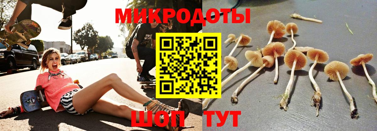 Псилоцибиновые грибы Psilocybine cubensis Саратов